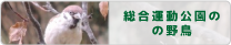 公園の野鳥